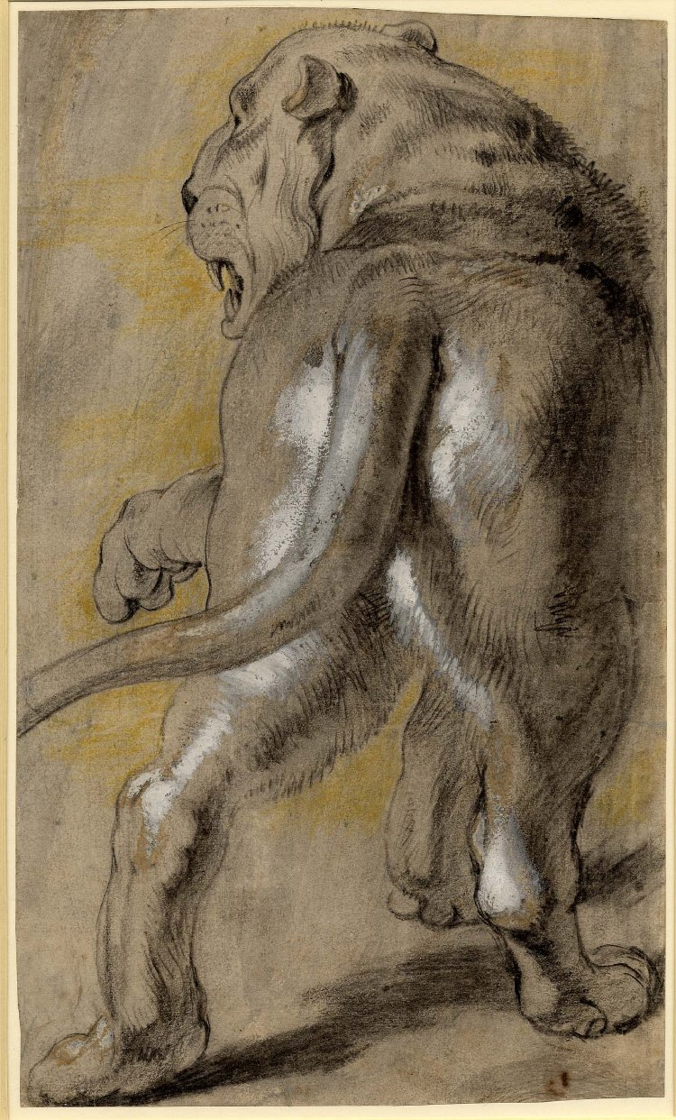 750x1242 British Museum - Rubens Drawings