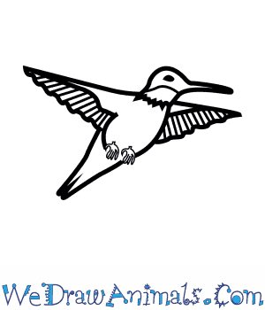 300x350 How To Draw A Ruby Throated Hummingbird - Ruby Throated Hummingbird Drawing