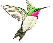 186x150 Hummingbird - Ruby Throated Hummingbird Drawing