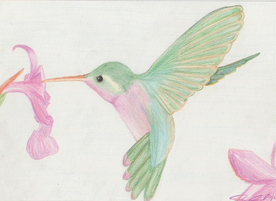 900x654 Hummingbird Drawing - Ruby Throated Hummingbird Drawing