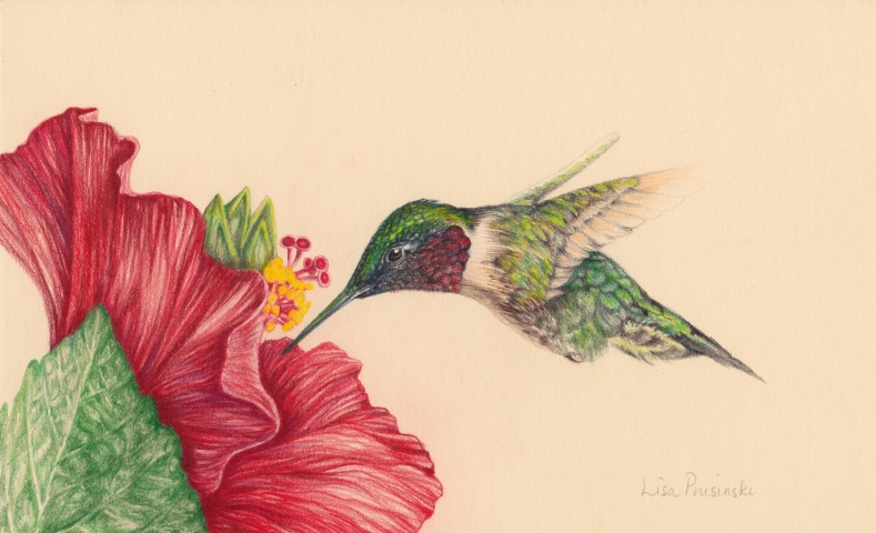 789x480 Lisa Marie Art Studio Ruby Throated Hummingbird - Ruby Throated Hummingbird Drawing
