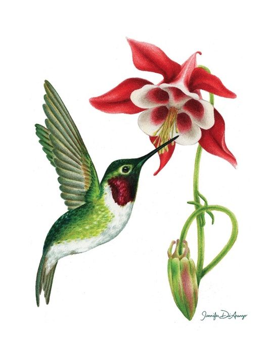 540x720 Ruby Throated Hummingbird And Columbine - Ruby Throated Hummingbird Drawing