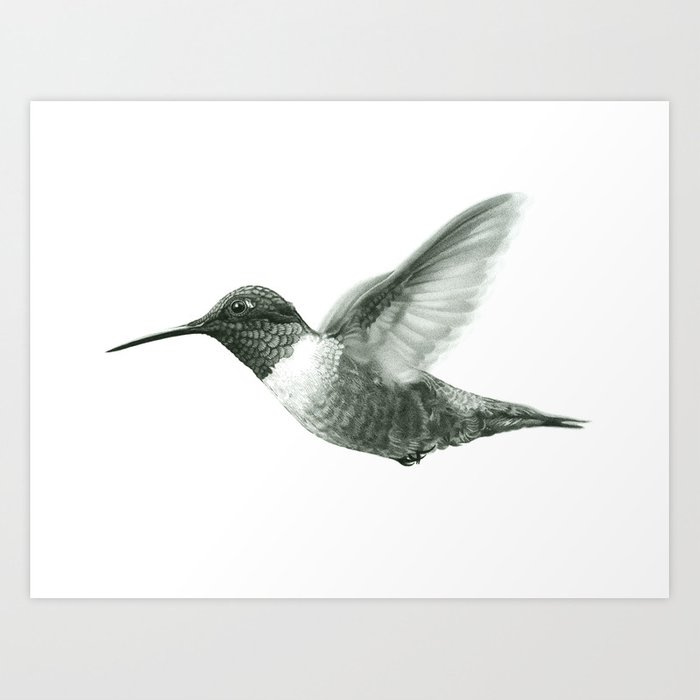 700x700 Ruby Throated Hummingbird Drawing Art Print - Ruby Throated Hummingbird Drawing