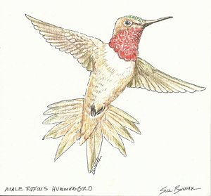 300x279 Ruby Throated Hummingbird Drawings Fine Art America - Ruby Throated Hummingbird Drawing