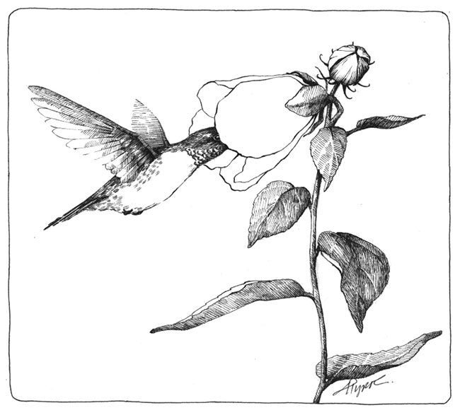 650x587 ruby throated hummingbirds the outside story - Ruby Throated Hummingbird Drawing