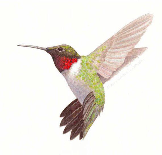 570x544 ruby throated hummingbird, set of blank cards and matching - Ruby Throated Hummingbird Drawing