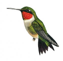 Ruby Throated Hummingbird Drawing at PaintingValley.com | Explore ...