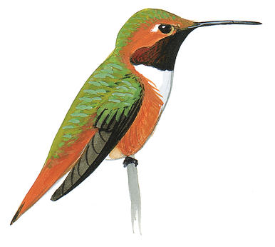 Ruby Throated Hummingbird Drawing at PaintingValley.com | Explore ...