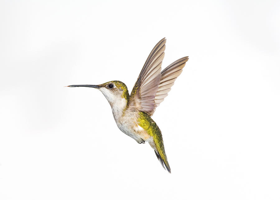 900x643 Ruby Throated Hummingbird Archilochus Photograph - Ruby Throated Hummingbird Drawing