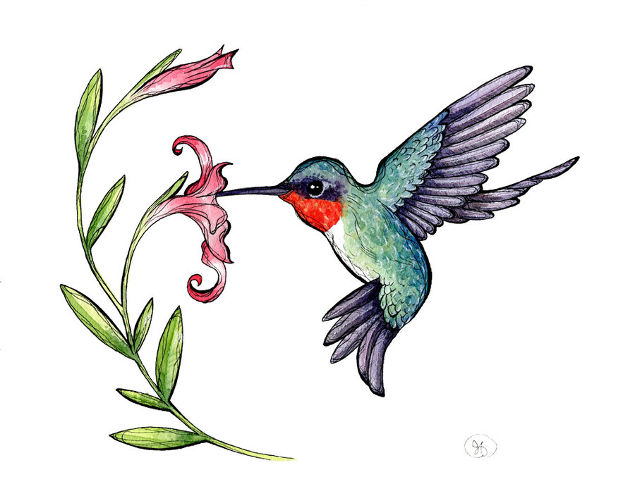 900x687 Ruby Throated Hummingbird Clipart - Ruby Throated Hummingbird Drawing