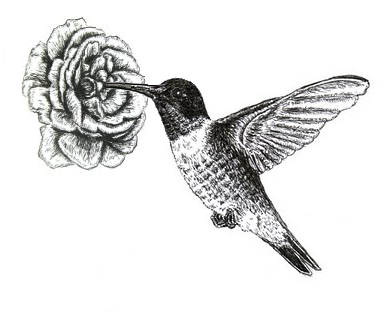 390x322 Chuck Does Art Ruby Throated Hummingbird Ink Drawing - Ruby Throated Hummingbird Drawing