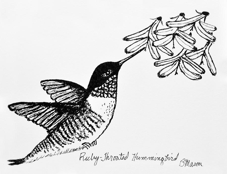 900x690 Ruby Throated Hummingbird Drawing - Ruby Throated Hummingbird Drawing