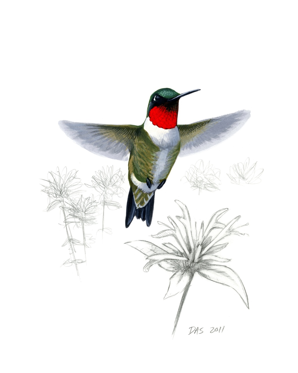 Ruby Throated Hummingbird Drawing at Explore