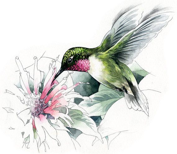 570x494 Ruby Throated Hummingbird Watercolour - Ruby Throated Hummingbird Drawing