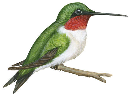 450x334 Stock Illustration - Ruby Throated Hummingbird Drawing