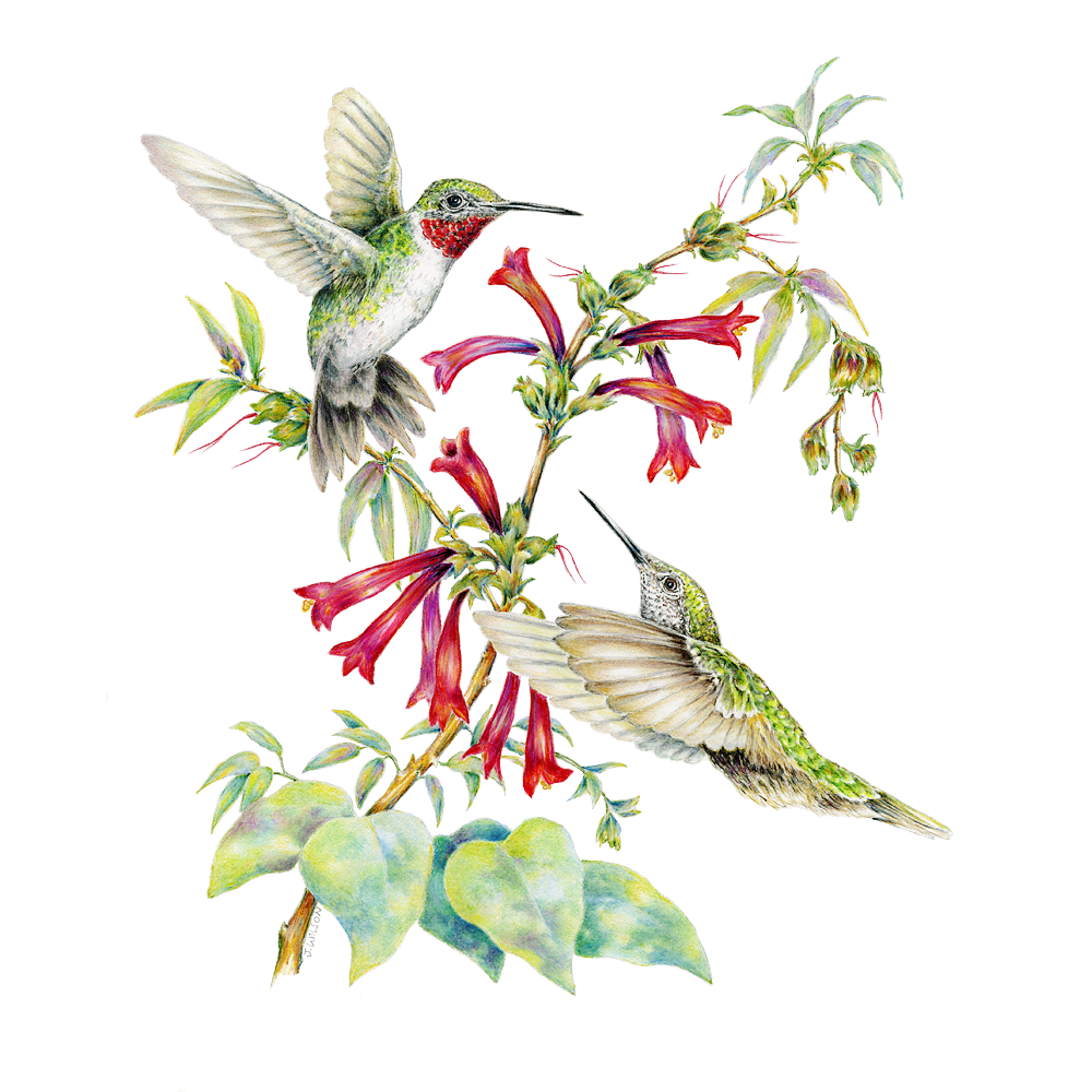 1000x1000 Two Ruby Throated Hummingbirds - Ruby Throated Hummingbird Drawing