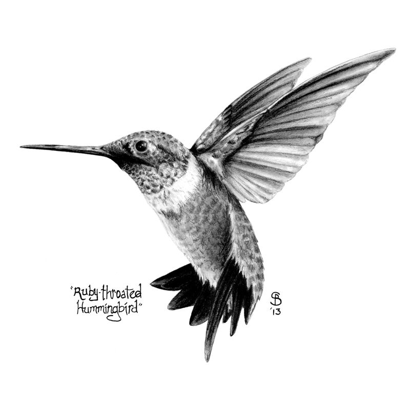800x800 Black And White Hummingbird Tattoos - Ruby Throated Hummingbird Drawing