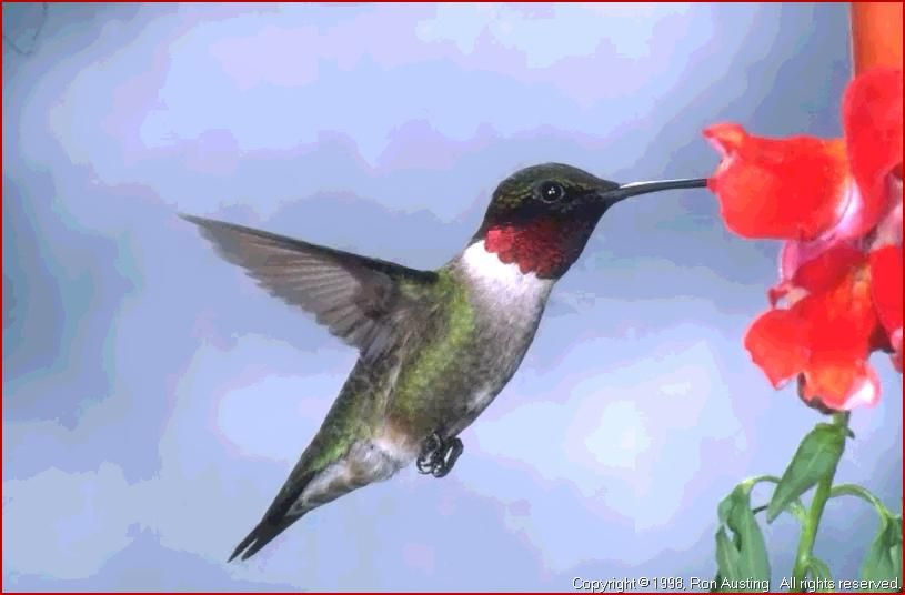 815x536 Ruby Throated Hummingbird Drawing - Ruby Throated Hummingbird Drawing
