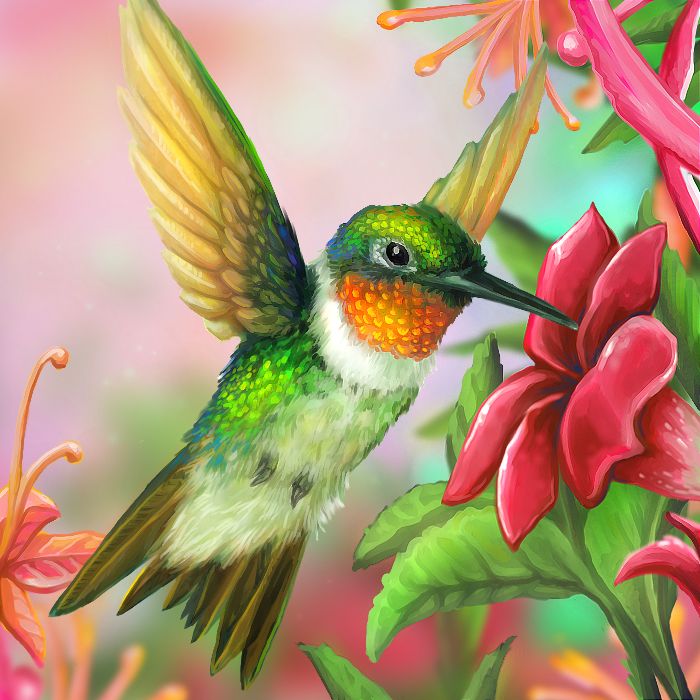 700x700 Ruby Throated Hummingbird Picture - Ruby Throated Hummingbird Drawing