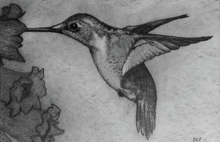 900x583 Female Ruby Throated Hummingbird Drawing - Ruby Throated Hummingbird Drawing