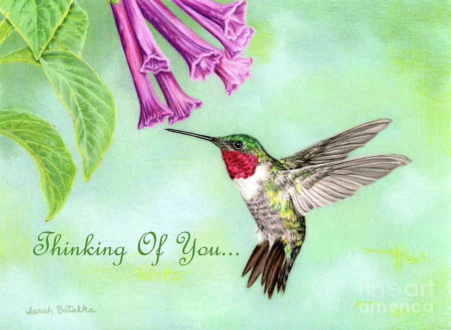 900x659 Flight Of Fancy Thinking Of You Cards Drawing - Ruby Throated Hummingbird Drawing