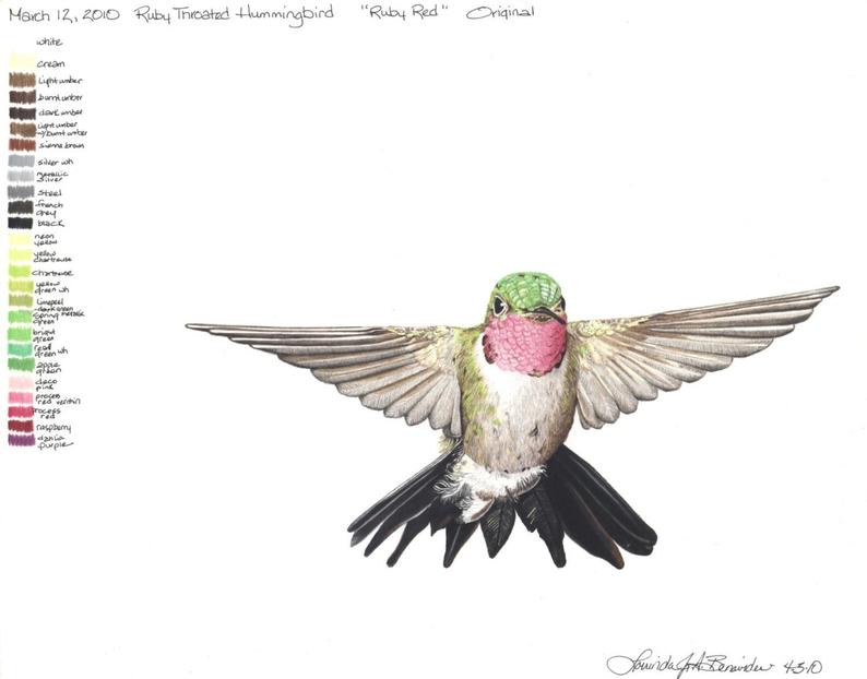 794x622 Hovering Ruby Throated Hummingbird Rudy Colored Etsy - Ruby Throated Hummingbird Drawing