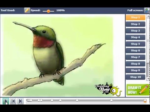 480x360 How To Draw A Ruby Throated Hummingbird - Ruby Throated Hummingbird Drawing