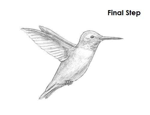500x386 How To Draw A Hummingbird - Ruby Throated Hummingbird Drawing