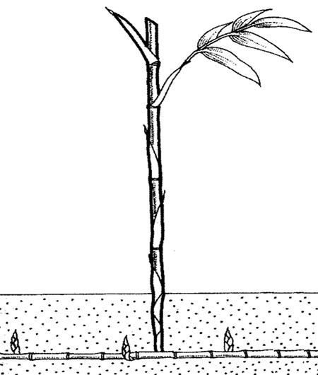 450x530 runner drawing - Runner Drawing