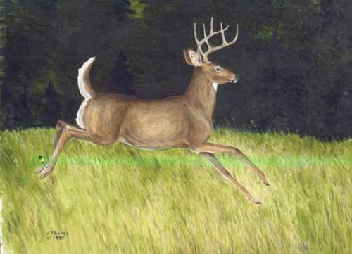 Running Deer Drawing At Explore Collection Of