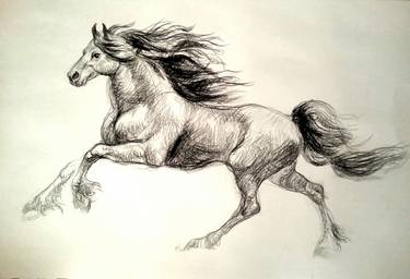 375x256 Black Stallion Running Drawing - Running Drawing