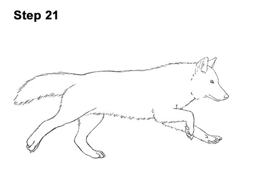 500x386 How To Draw A Wolf - Running Fox Drawing