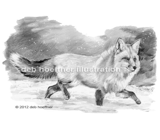 550x480 Animal Drawings - Running Fox Drawing