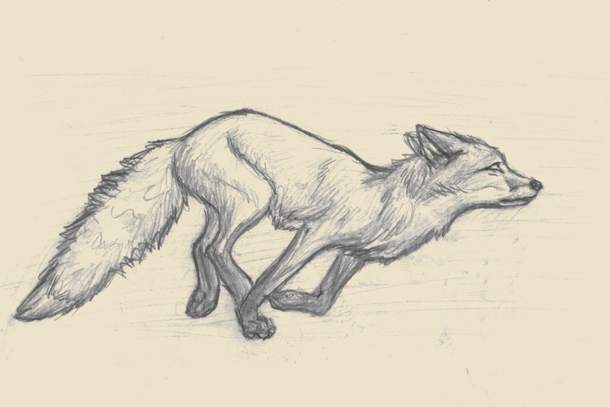 Running Fox Drawing at Explore collection of