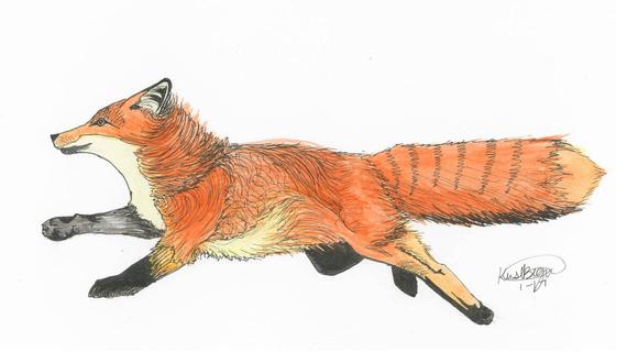 570x320 Running Fox Enlarged Etsy - Running Fox Drawing