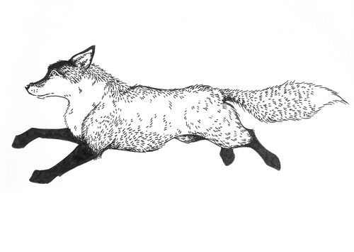 500x355 Running Fox Illustration - Running Fox Drawing