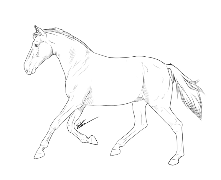 horse body drawing