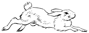 369x137 image result for running rabbit tattoo ink rabbit drawing - Running Rabbit Drawing