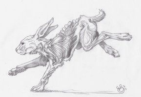 289x200 Running Rabbit - Running Rabbit Drawing