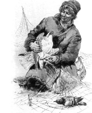 315x389 gyrfalcon trapping in northern european russia drawing of vadim - Russia Drawing