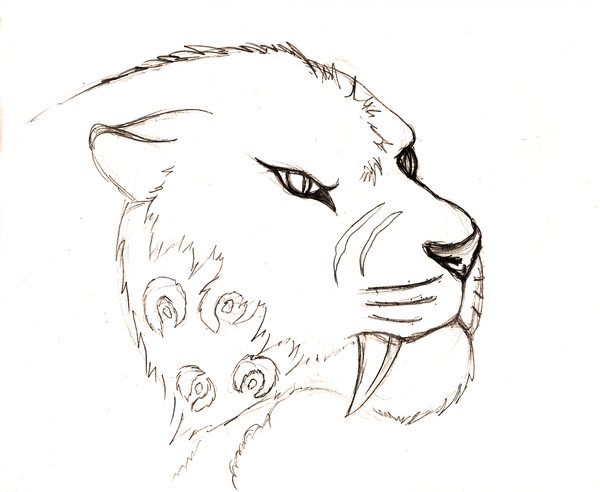 600x492 saber tooth tiger face drawing - Saber Tooth Tiger Drawing