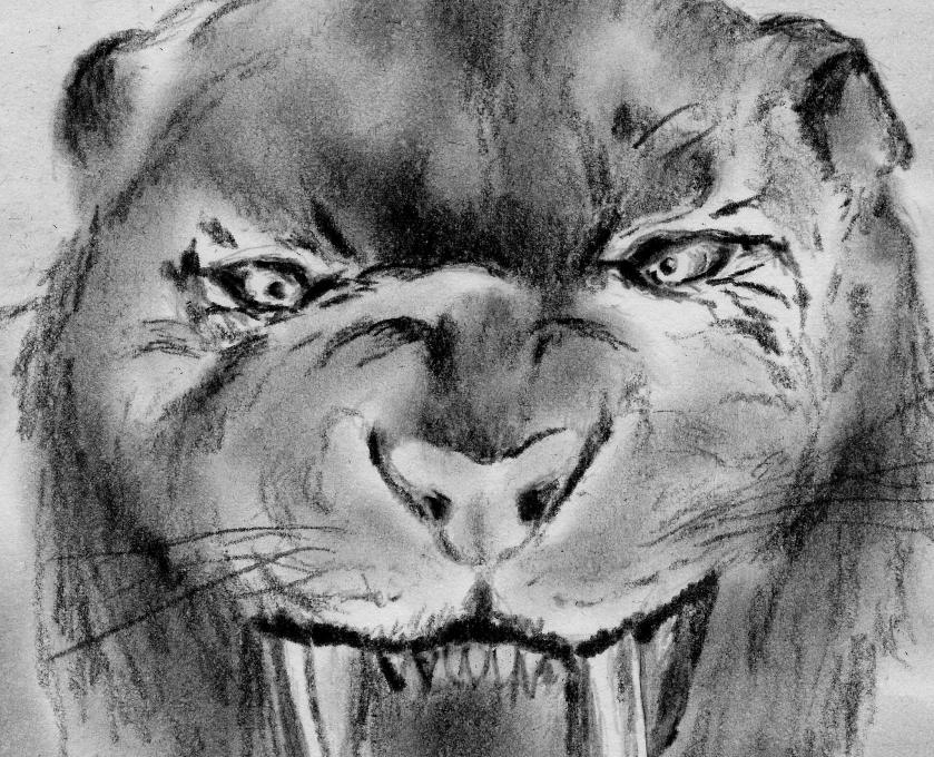 839x680 saber tooth tiger animals drawings pictures drawings ideas - Saber Tooth Tiger Drawing