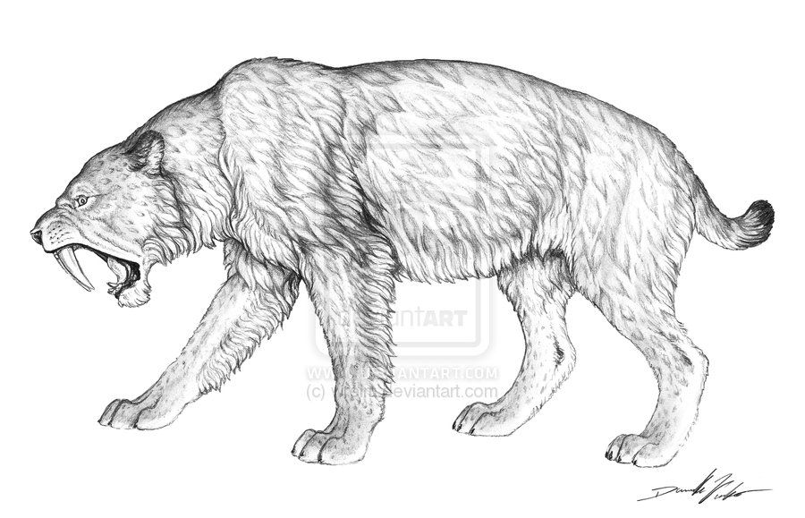 900x579 sabertooth tiger drawings silodon saber tooth cat - Saber Tooth Tiger Drawing
