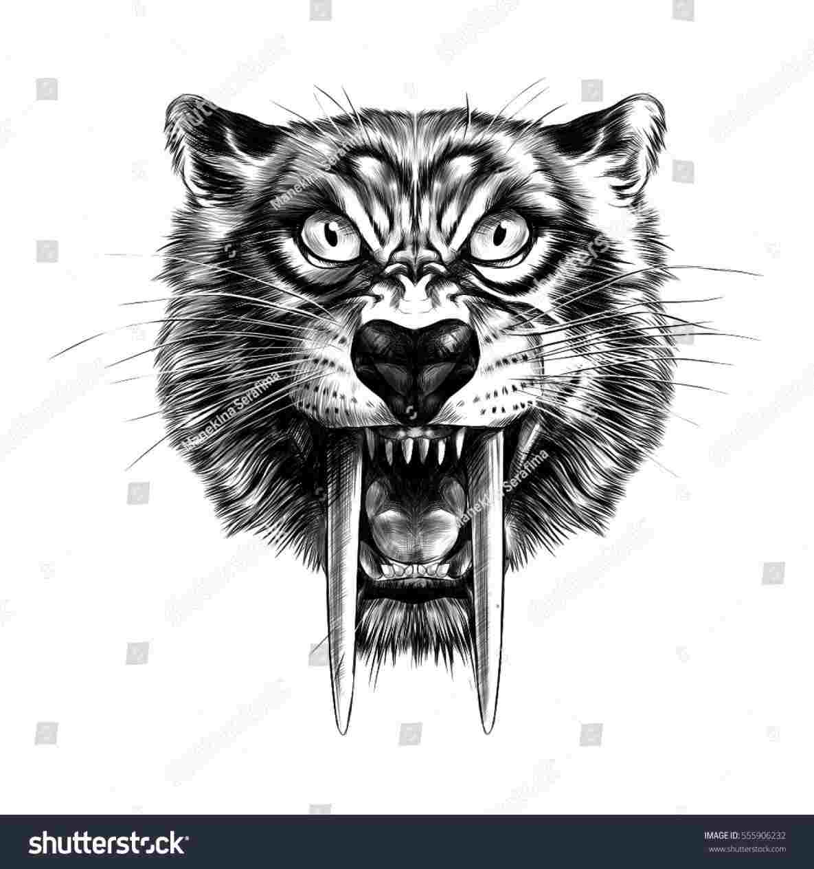 1185x1264 tiger drawing to draw a sabertooth tiger youtuberhyoutubecom - Saber Tooth Tiger Drawing