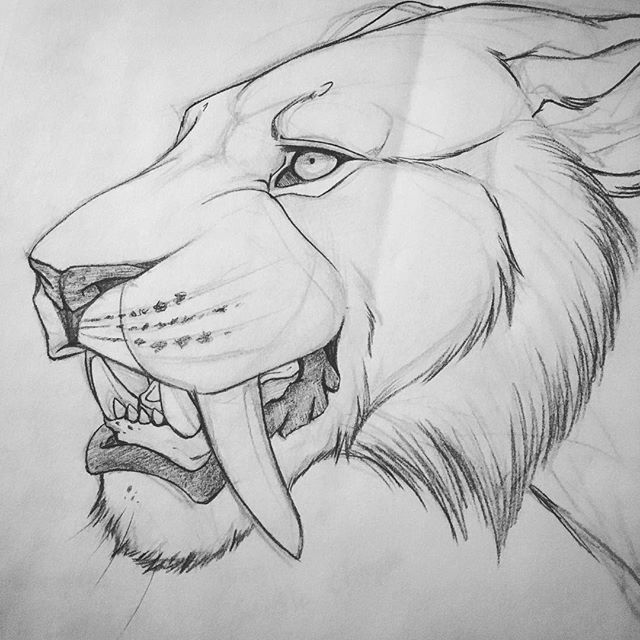 Saber Tooth Tiger Drawing at Explore collection of