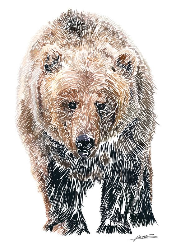 566x800 Sad Bear Repinned - Sad Bear Drawing