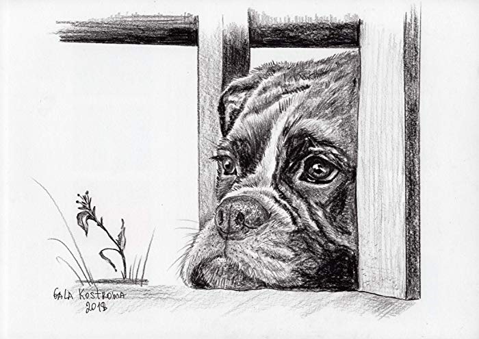 700x495 Sad Dog Original Gala Kostroma Boxer Watercolor Animal - Sad Dog Drawing