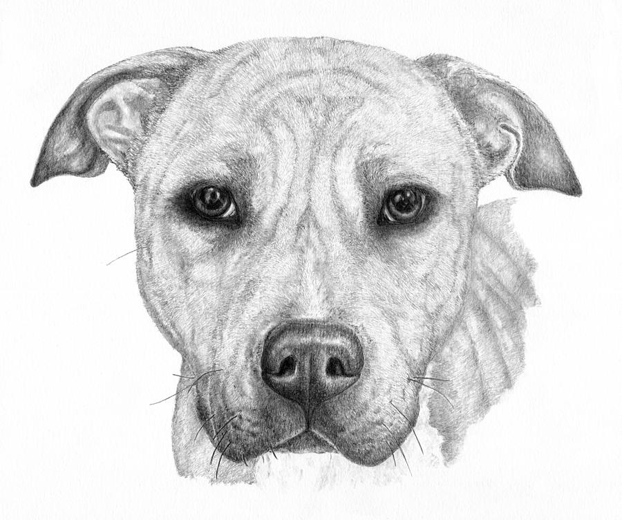900x752 chance drawing - Sad Dog Drawing