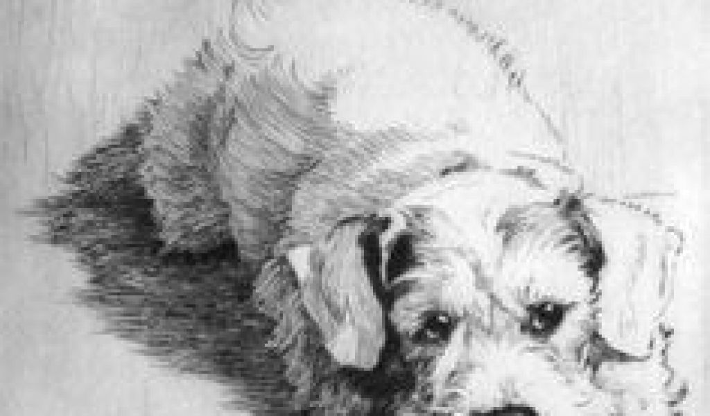 1024x600 Drawing Of A Sad Dog Best Drawings Of Dogs Images - Sad Dog Drawing