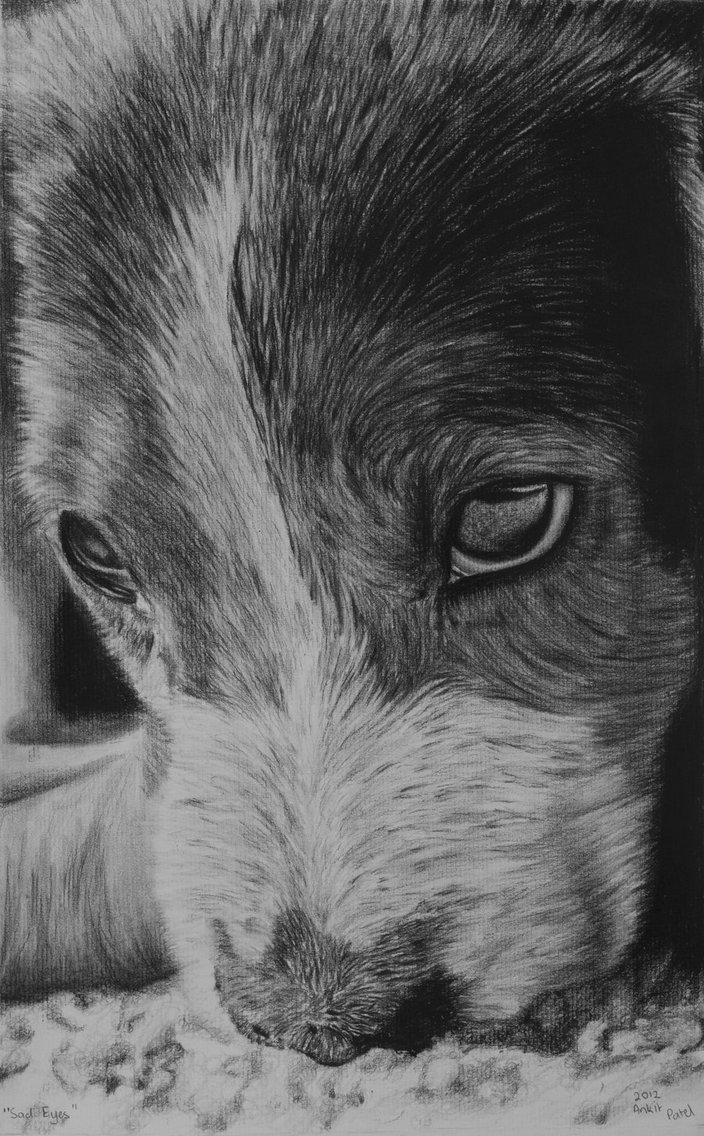 704x1136 sad puppy hardware heaven forums - Sad Puppy Drawing